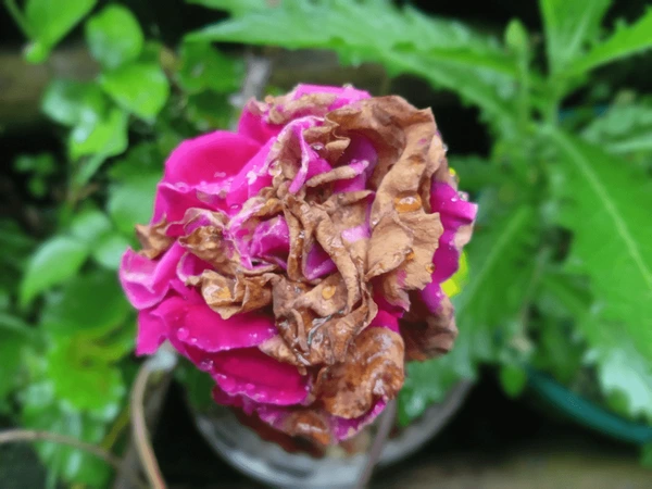 Cánh hoa và nụ chuyển màu nâu/đen, thối