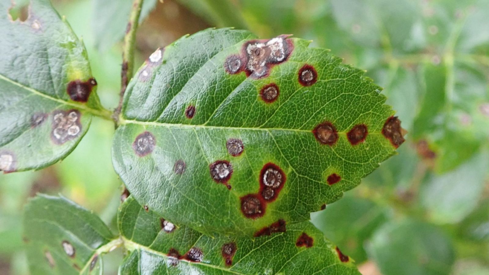 Lesions with a dark margin and a paler, sunken centre — the characteristic target-lesion pattern.