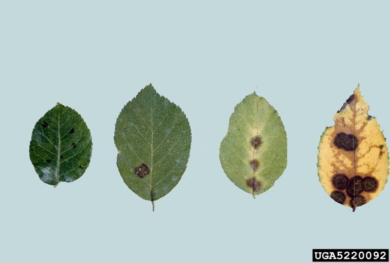 Well-defined circular spots, typically surrounded by a yellow halo.