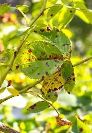 Anthracnose