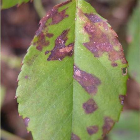 Purple or reddish-brown lesions on the foliage.
