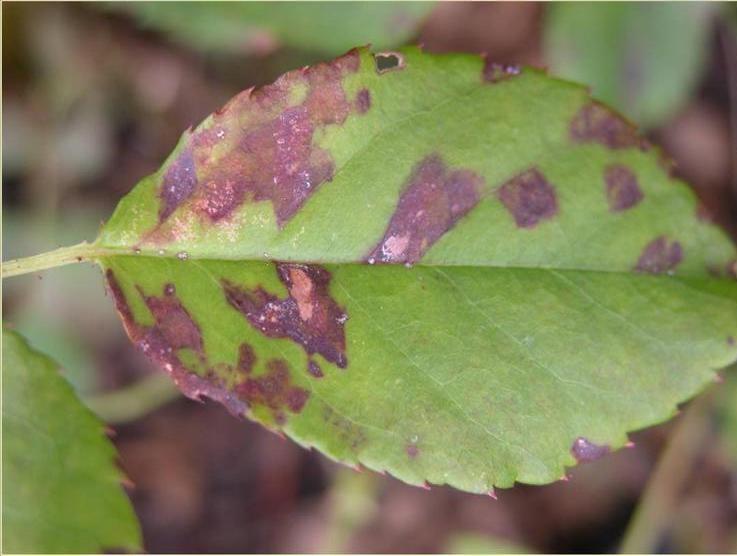 Purple to reddish-brown patches spreading in irregular shapes with diffuse, indistinct margins.