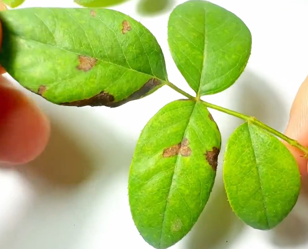 Anthracnose