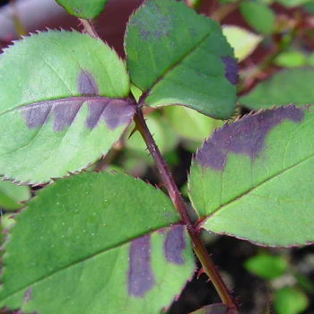 Purple or reddish-brown lesions on the foliage.