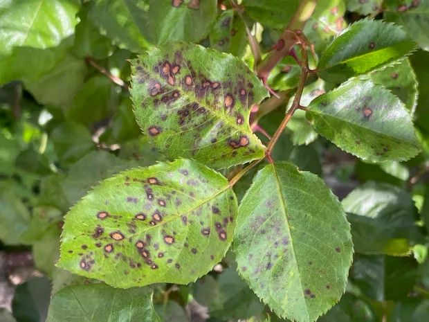 Lesions with a dark margin and a paler, sunken centre — the characteristic target-lesion pattern.
