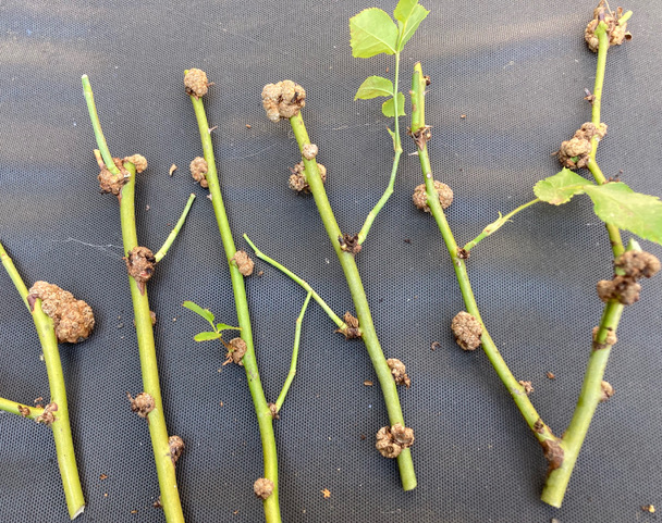 Crown Gall