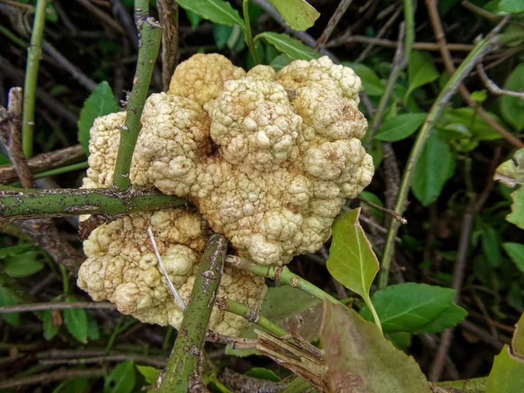 Crown Gall