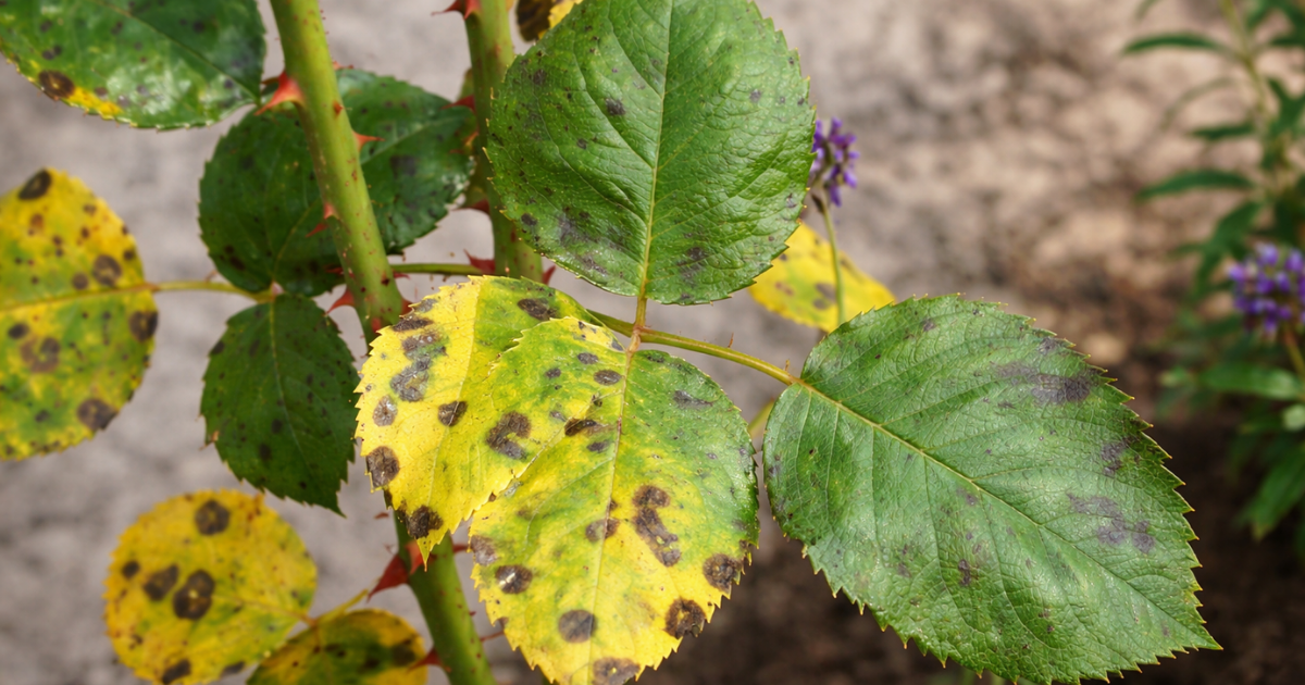 Leaves yellow around the black spots