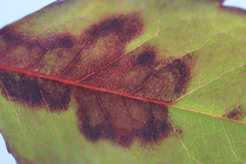 Scorched, burn-like haloes surrounding the lesions.