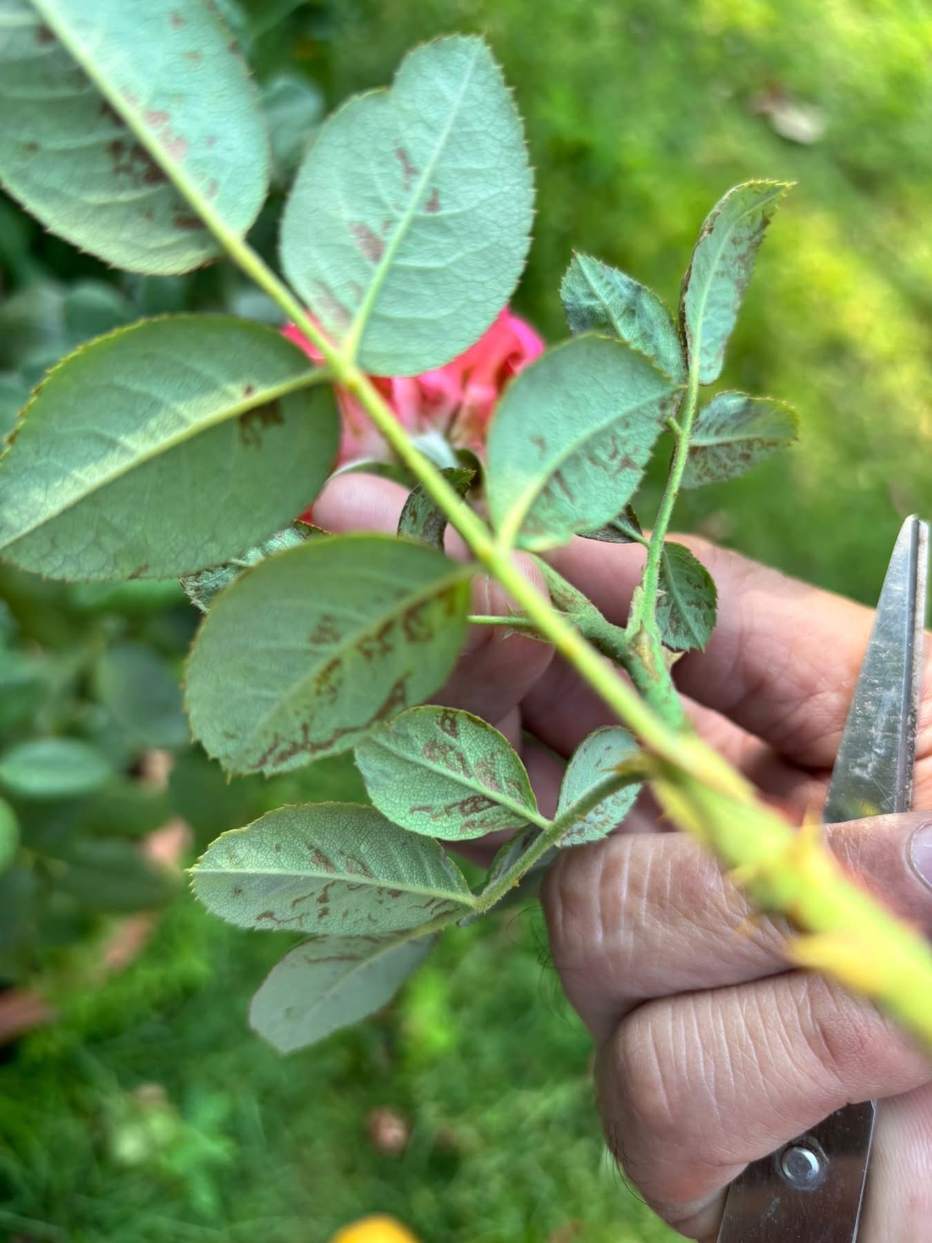 Small clusters of purplish, bluish, or grey-green flecks on the underside of the leaf, with matching pale yellow patches on the upper surface indicating the sporangia beneath.