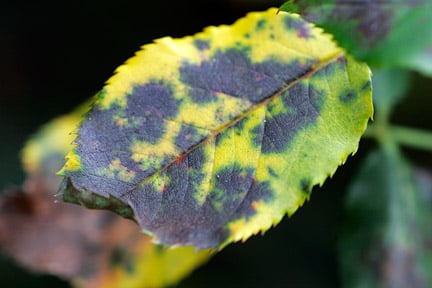 Leaves yellow around the black spots