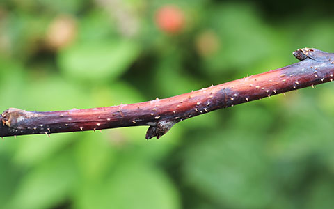 Young shoots display narrow, elongated dark brown or black streaks running along the stem.