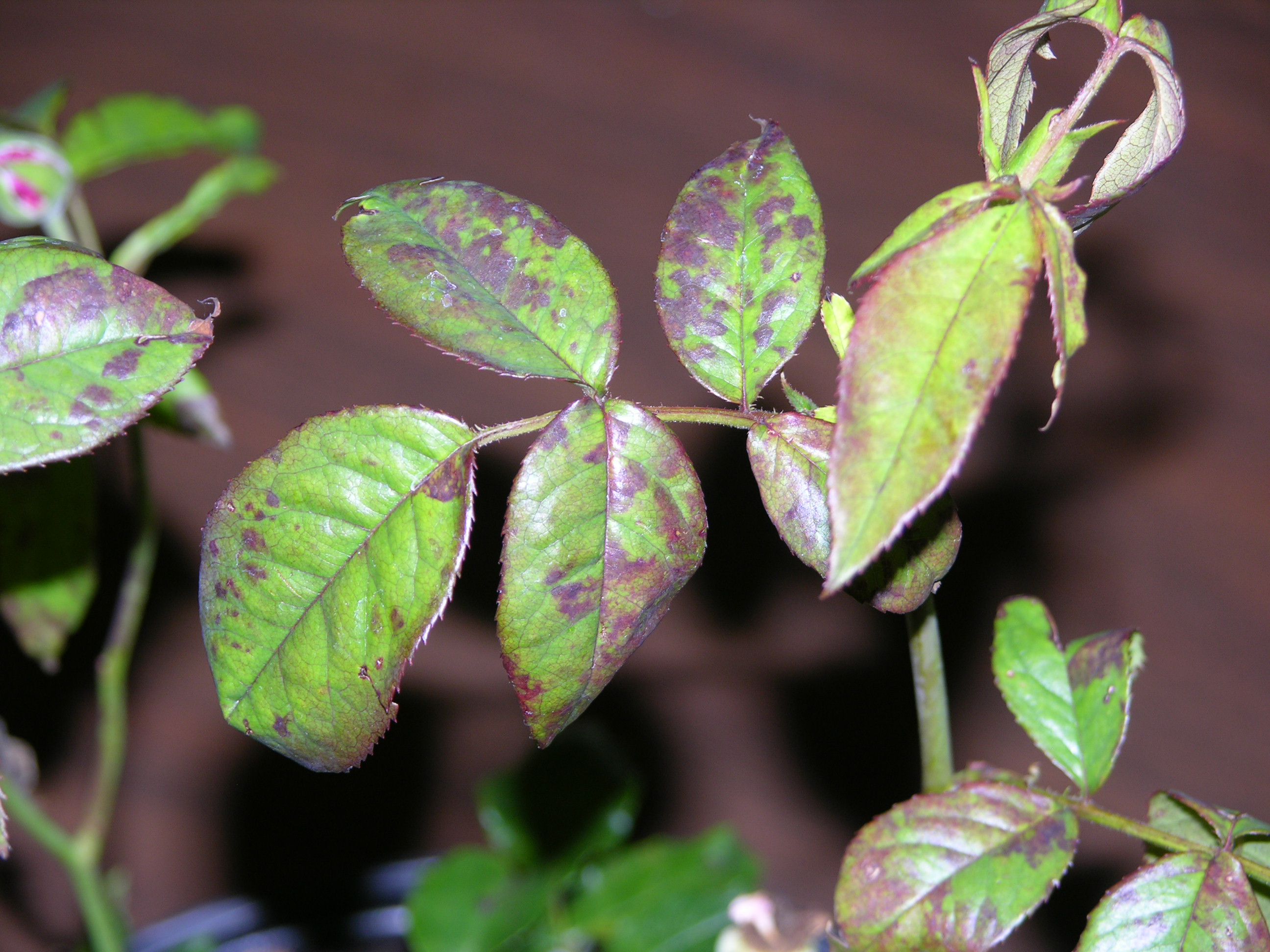 Downy Mildew
