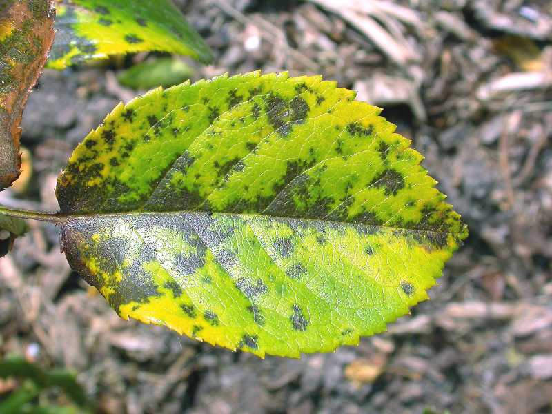 Distinct rounded black lesions with a feathered, serrated margin.
