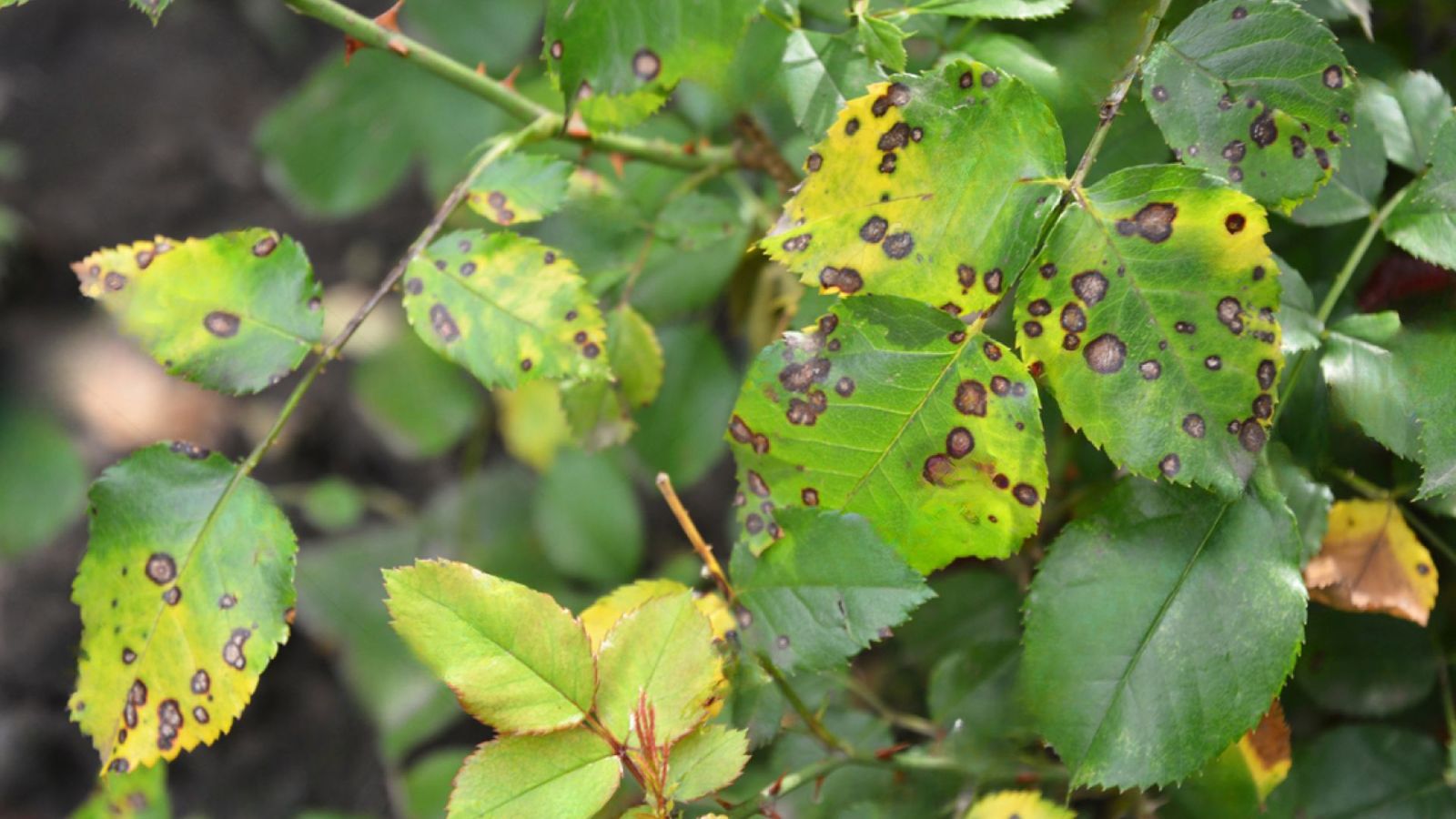 Anthracnose