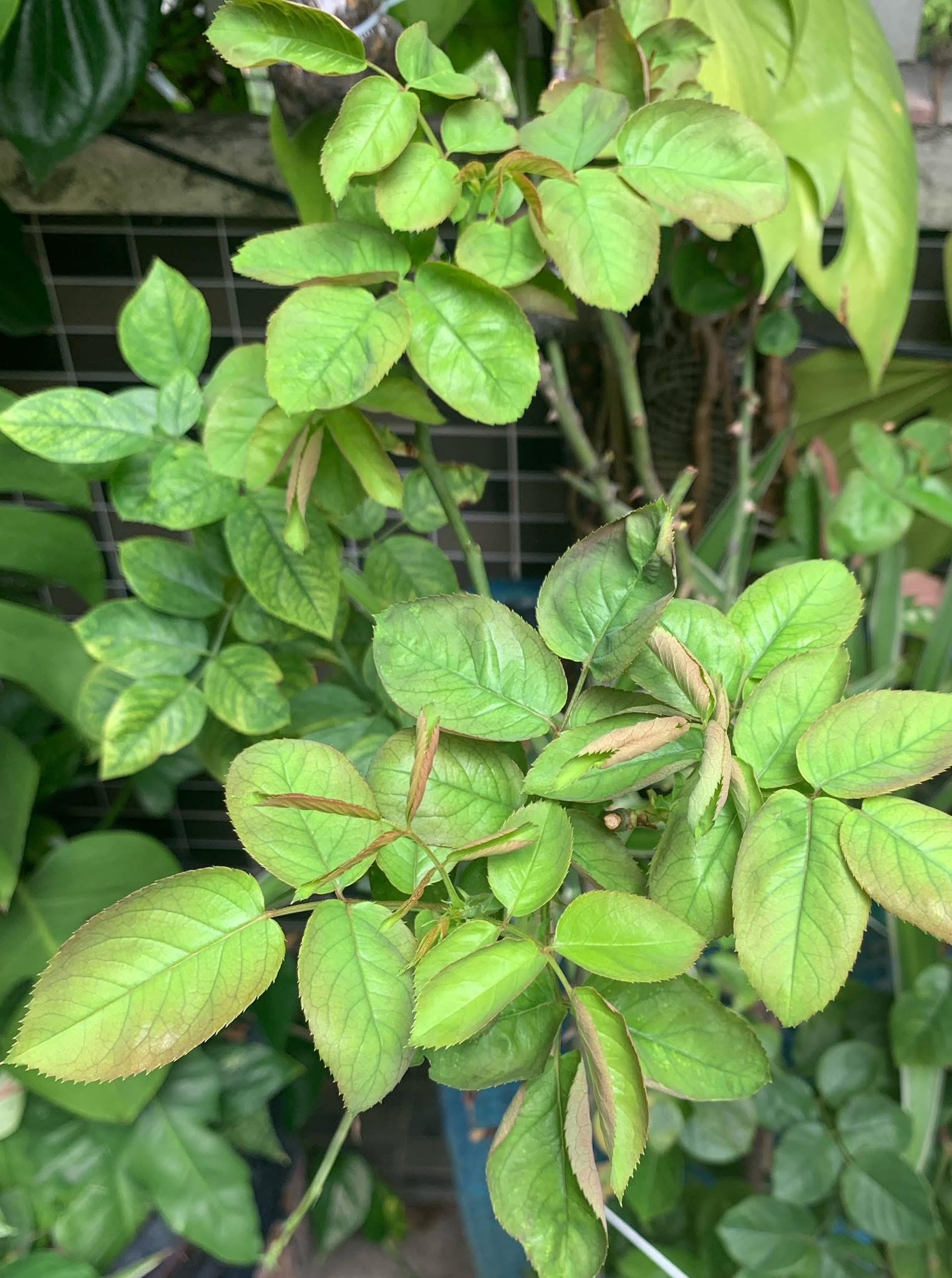 Pale yellow halo on the upper leaf surface around the sporangia below (early-stage symptom)