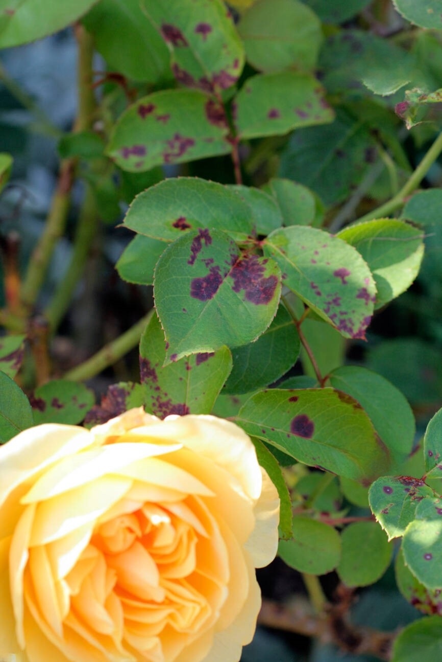 Downy Mildew
