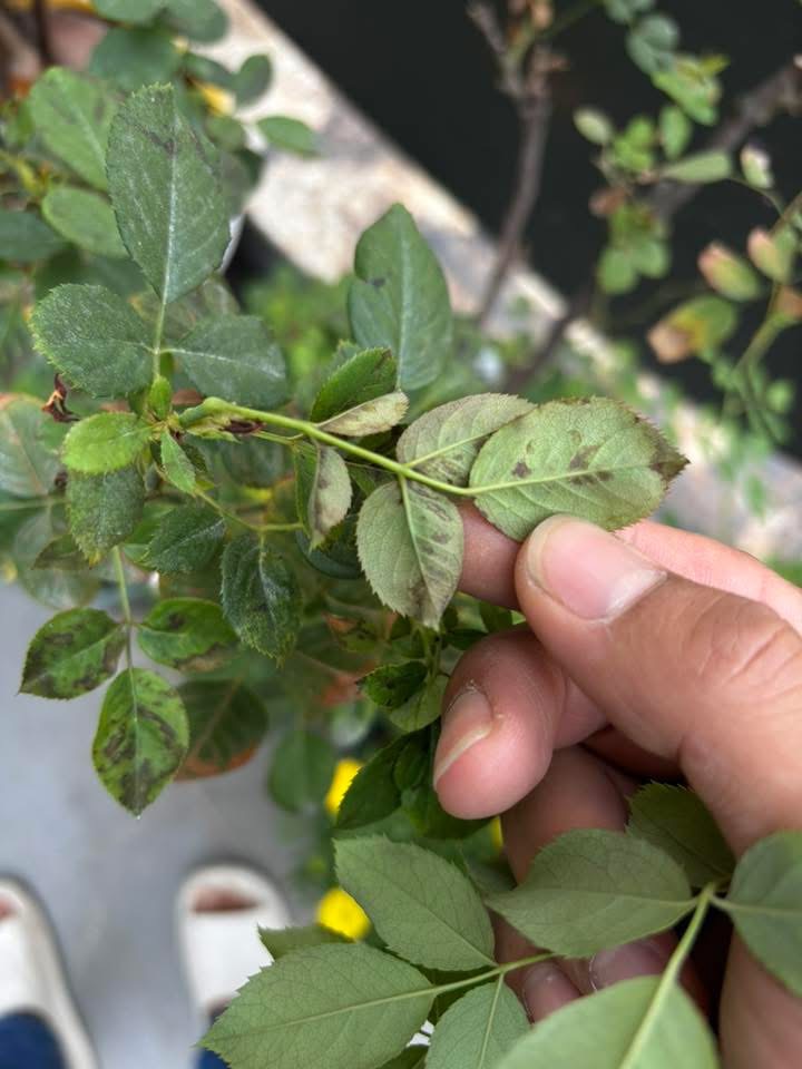 Small clusters of purplish, bluish, or grey-green flecks on the underside of the leaf, with matching pale yellow patches on the upper surface indicating the sporangia beneath.
