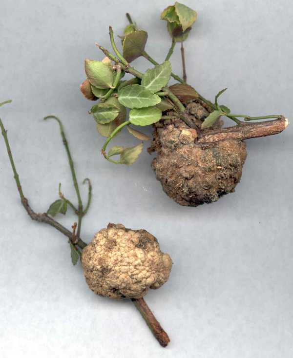 Hard, swollen, brown galls at the crown or on the roots.