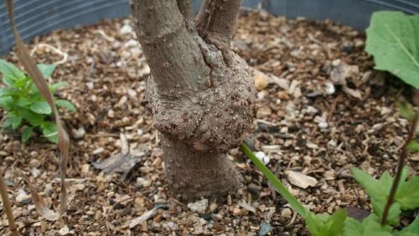 Hard, swollen, brown galls at the crown or on the roots.