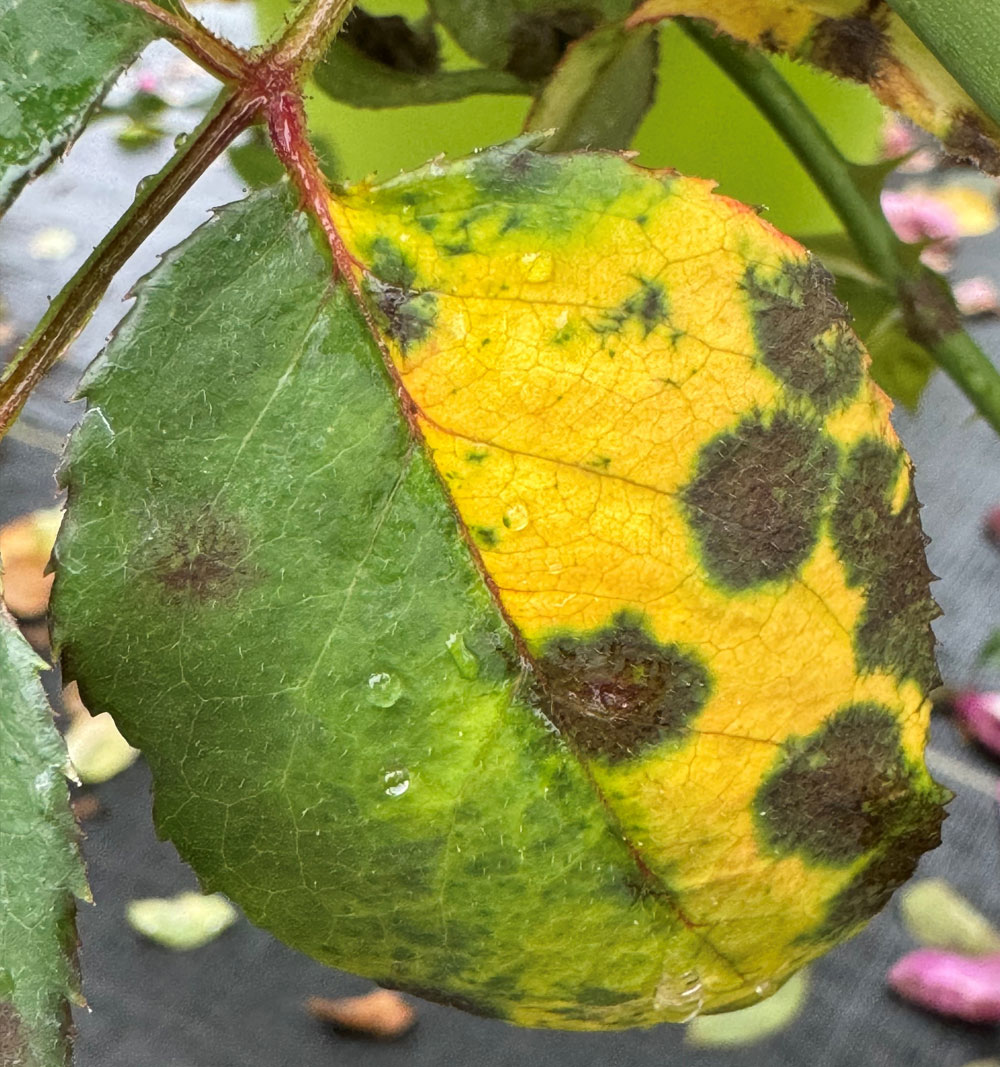 Leaves yellow around the black spots