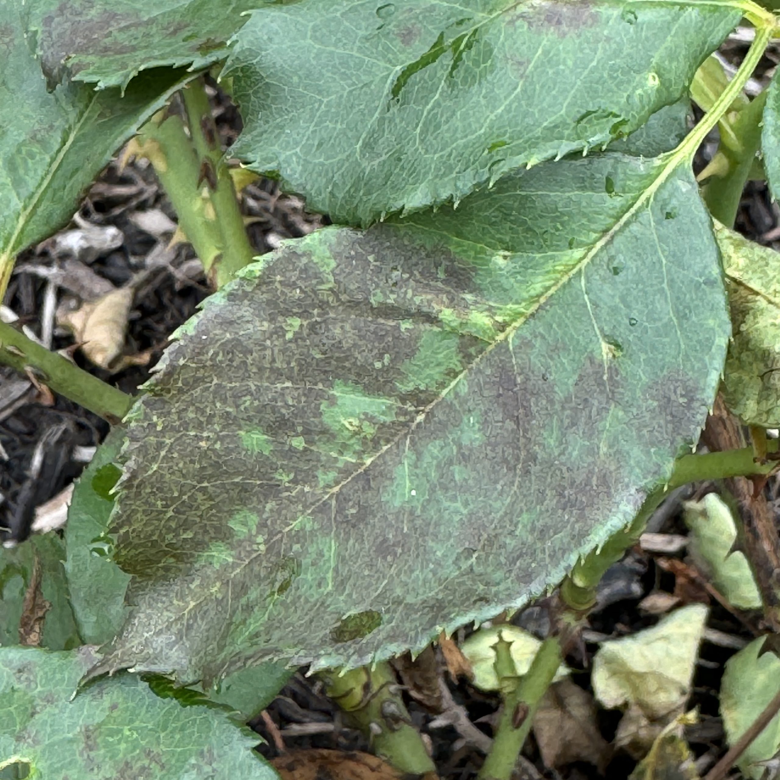 Downy Mildew