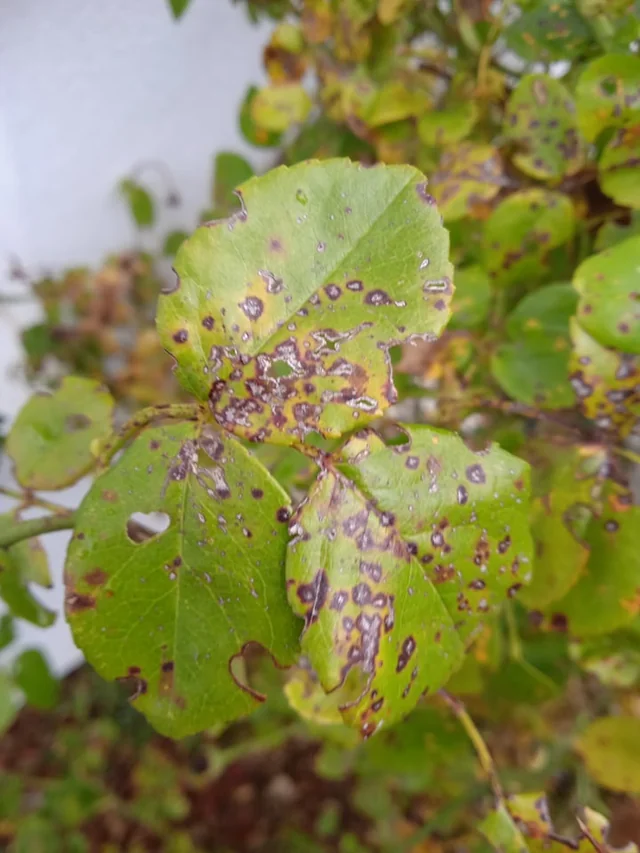 Dried lesions perforate, producing a shot-hole effect with partially scorched leaf margins.
