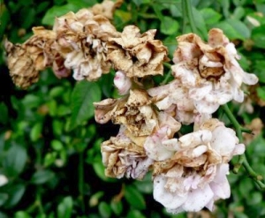 Bệnh mốc xám