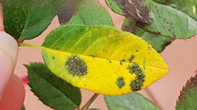 Leaves yellow around the black spots