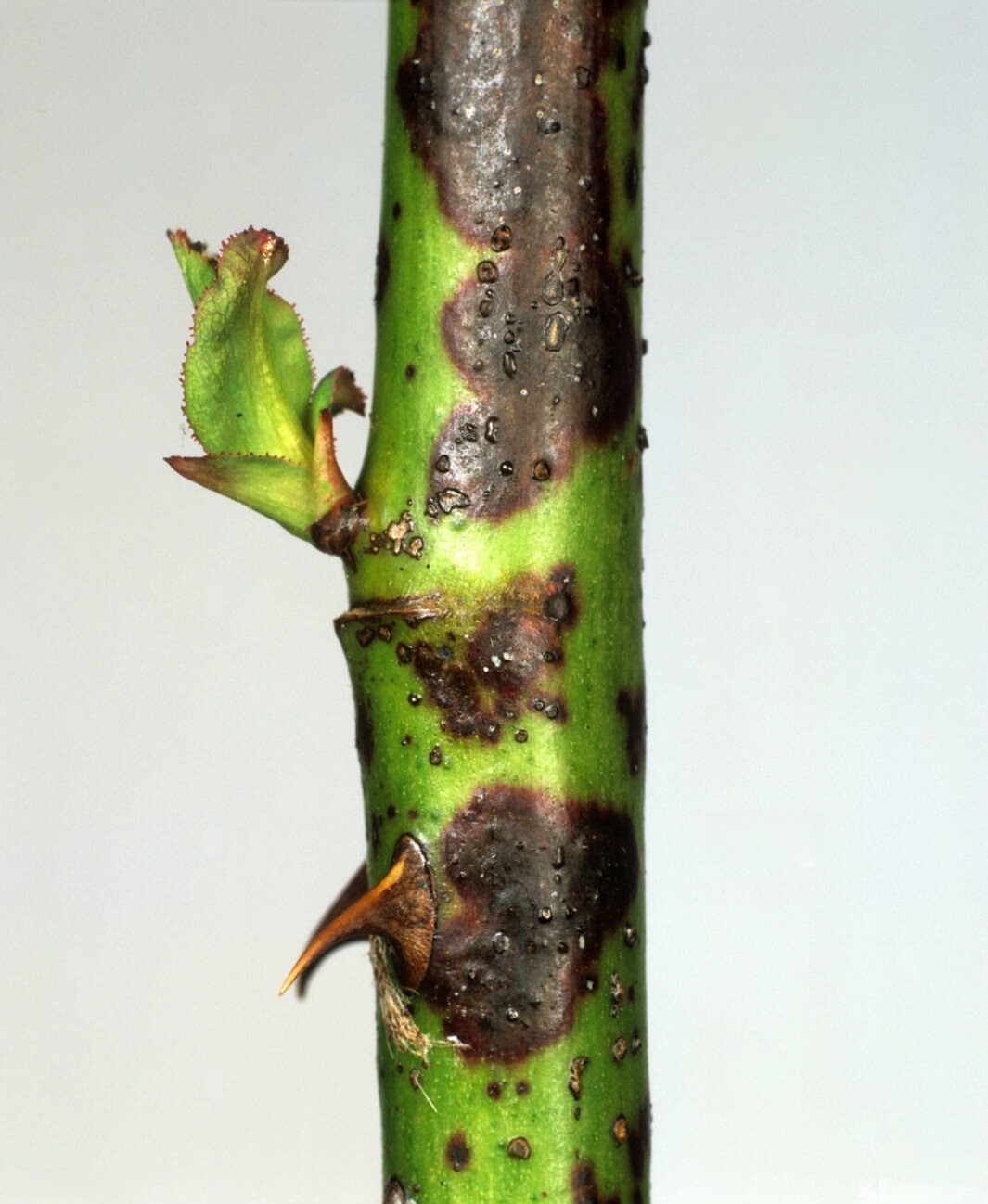 Young shoots turning a dark purplish-black.