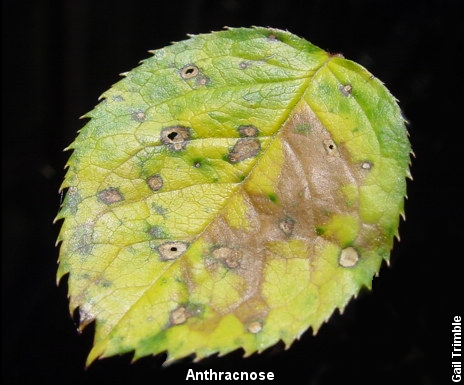 Yellow halo around brown spots, expanding as disease progresses