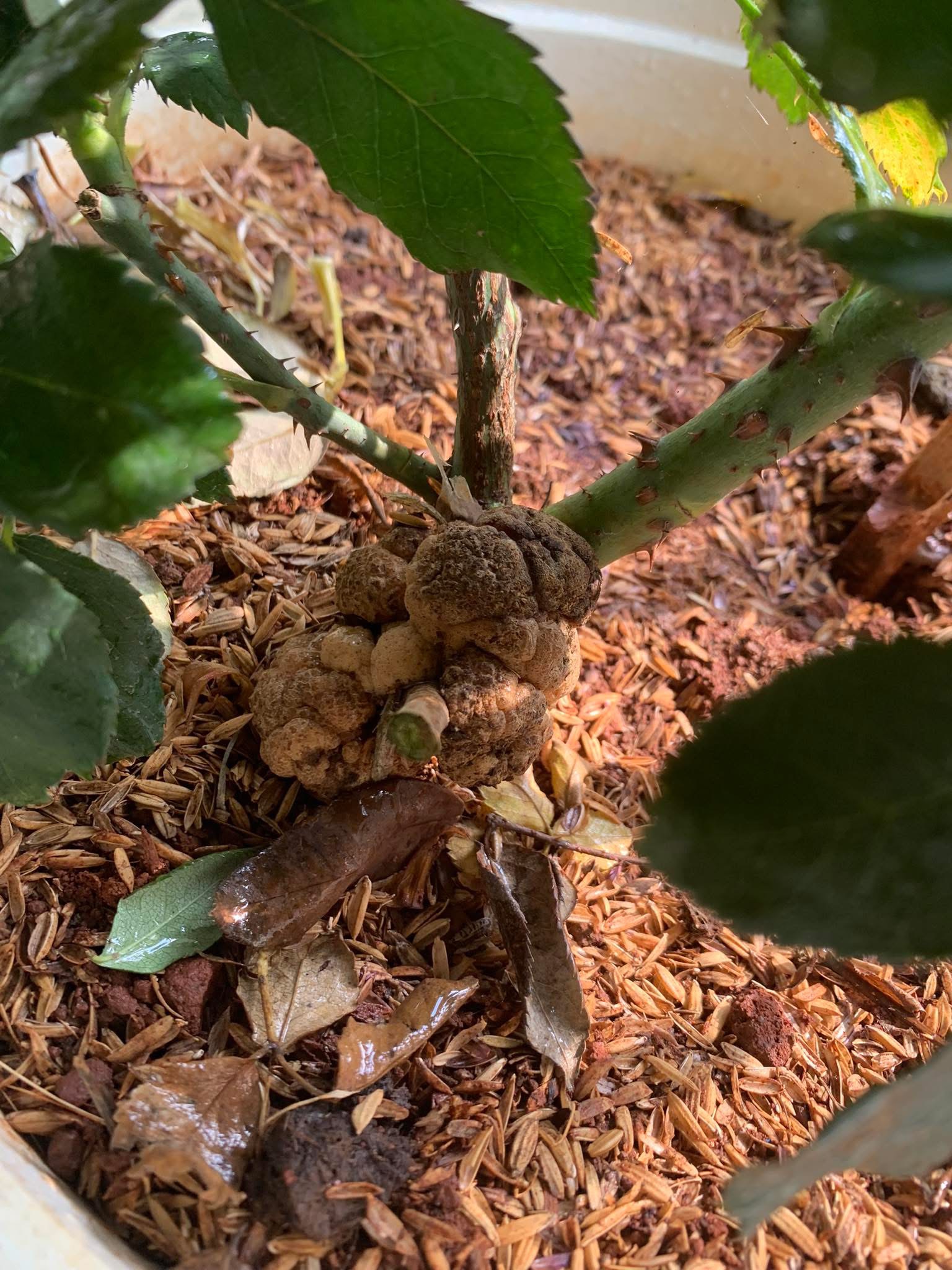 Hard, swollen, brown galls at the crown or on the roots.