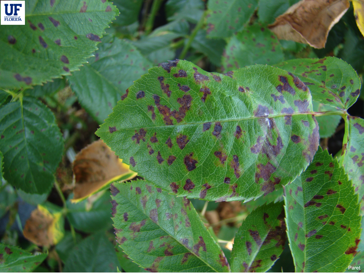 Purple to reddish-brown patches spreading in irregular shapes with diffuse, indistinct margins.