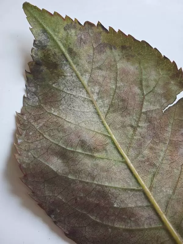 Small clusters of purplish, bluish, or grey-green flecks on the underside of the leaf, with matching pale yellow patches on the upper surface indicating the sporangia beneath.