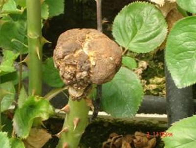 Crown Gall