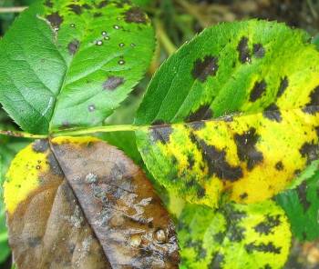 Black Spot