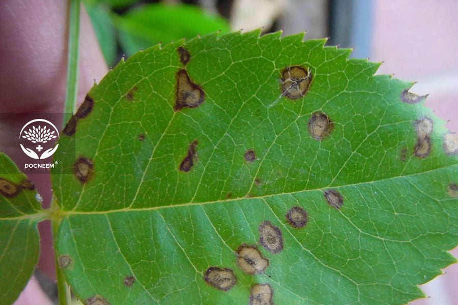 Dried lesions perforate, producing a shot-hole effect with partially scorched leaf margins.