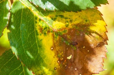 Dried lesions perforate, producing a shot-hole effect with partially scorched leaf margins.