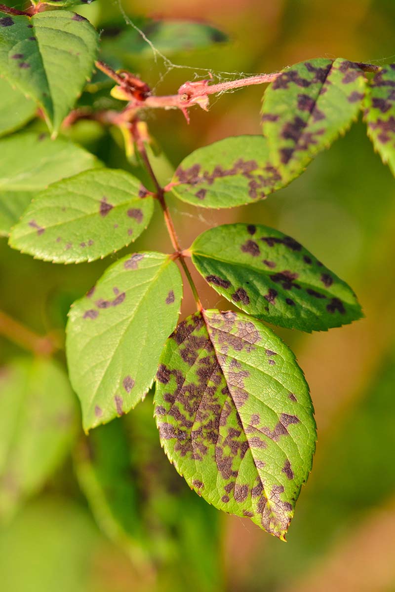 Purple or reddish-brown lesions on the foliage.