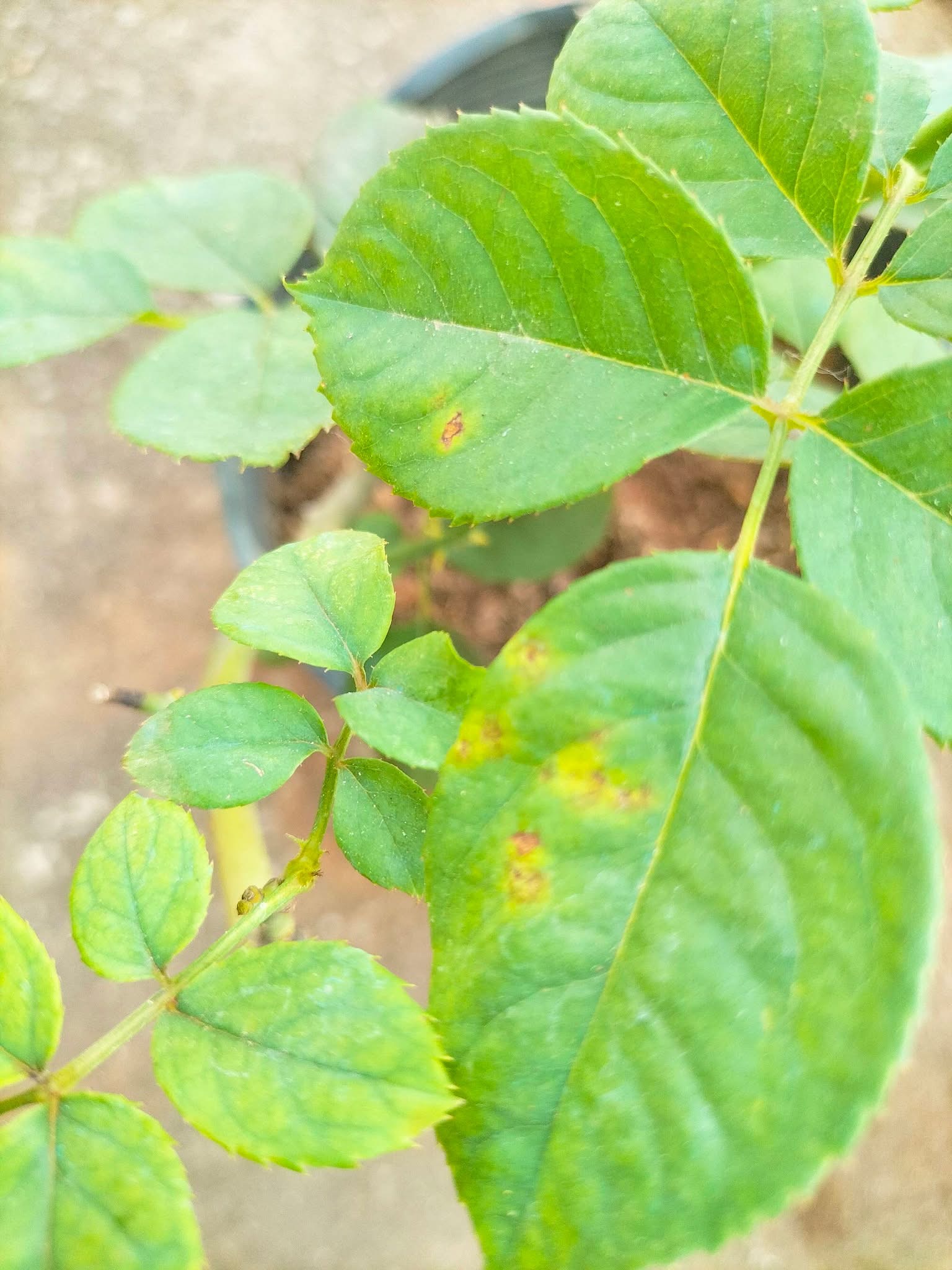 Small grey-brown to yellow-brown spots on the leaves.