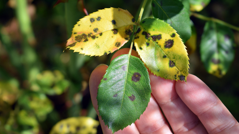 Well-defined circular spots, typically surrounded by a yellow halo.