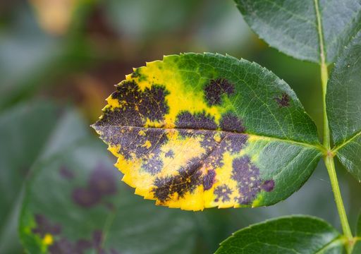 Well-defined circular spots, typically surrounded by a yellow halo.