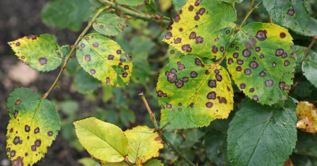 Yellow halo around brown spots, expanding as disease progresses