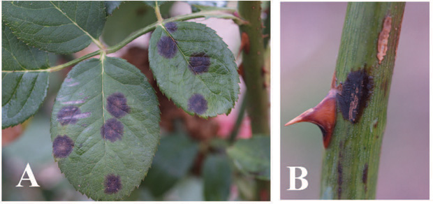 Young shoots turning a dark purplish-black.