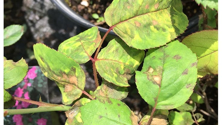 Pale yellow halo on the upper leaf surface around the sporangia below (early-stage symptom)
