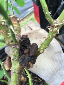 Hard, swollen, brown galls at the crown or on the roots.