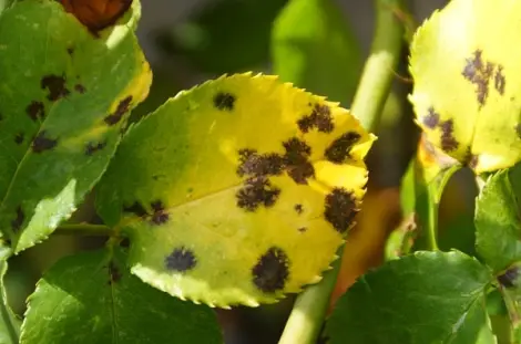 Leaves yellow around the black spots