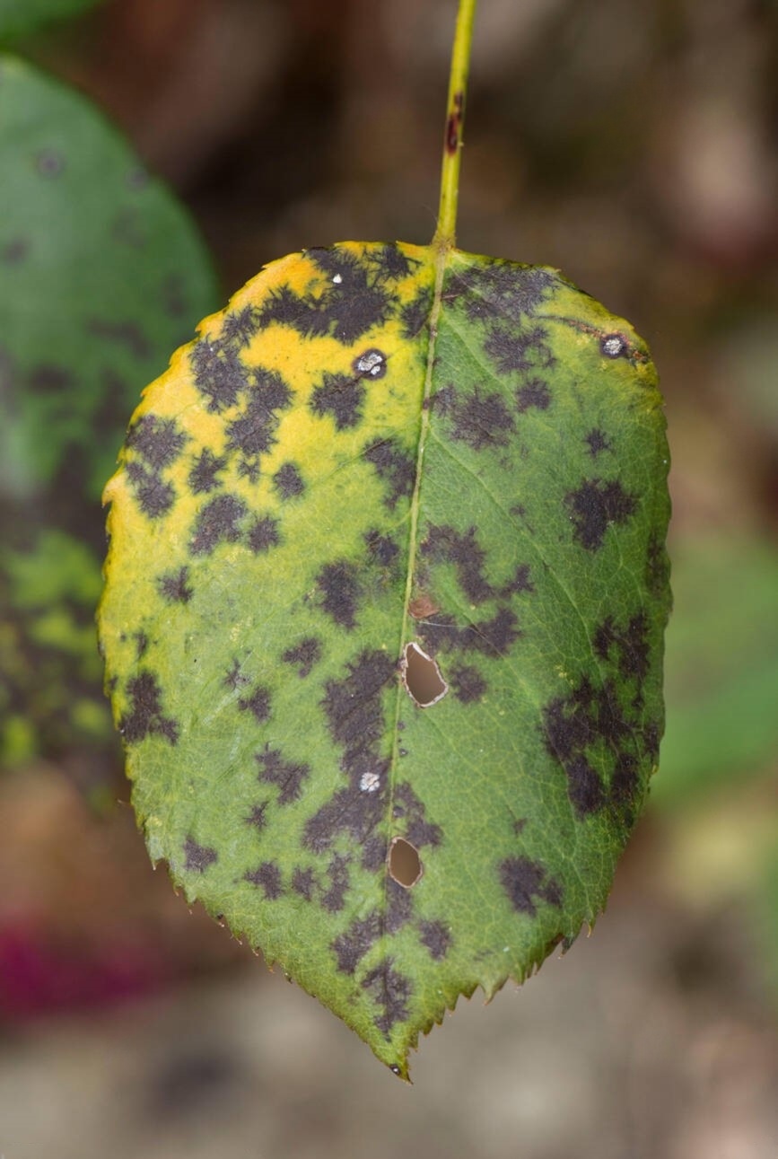 Distinct rounded black lesions with a feathered, serrated margin.