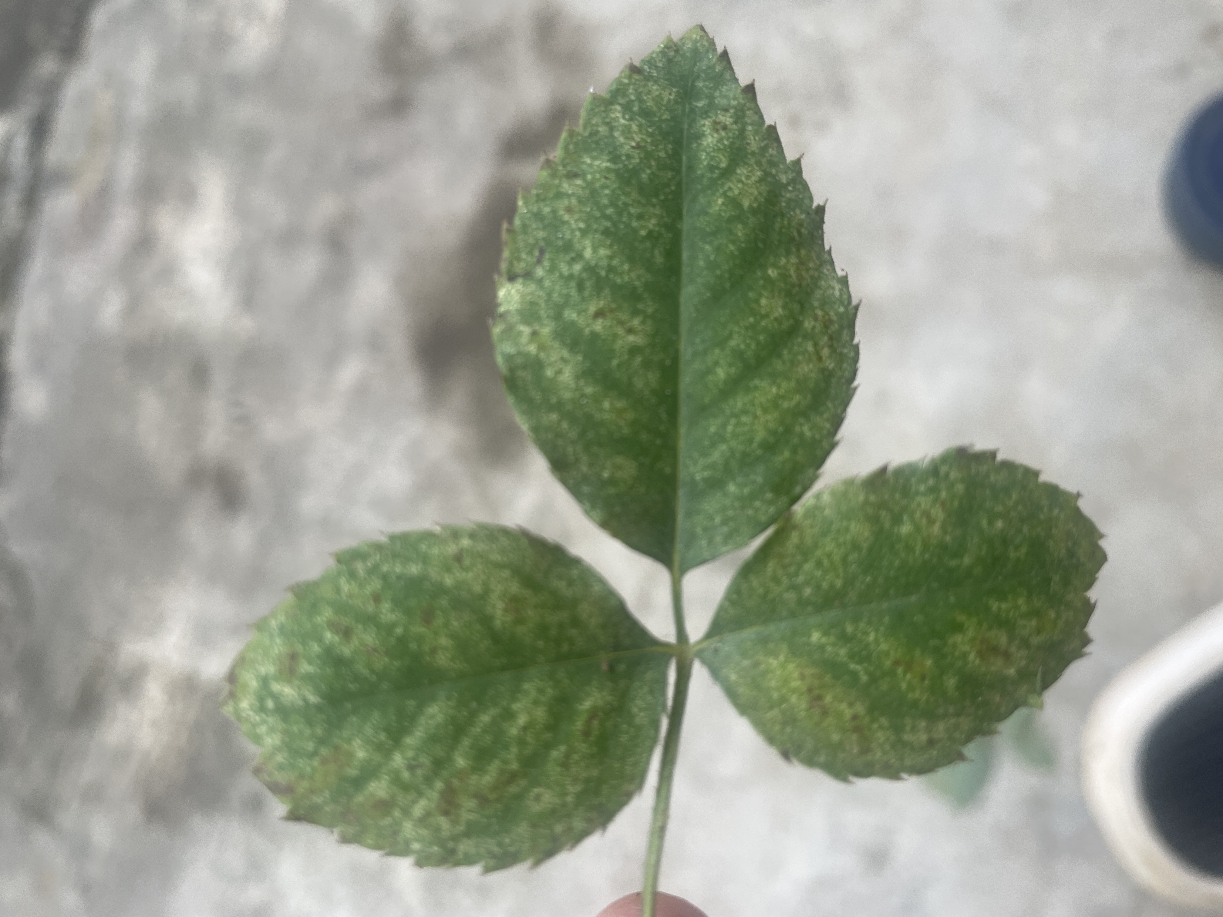 The upper leaf surface displays dense, pinpoint-sized yellow or white stippling marks caused by spider mite feeding, giving the foliage a finely speckled, dusty chlorotic appearance.