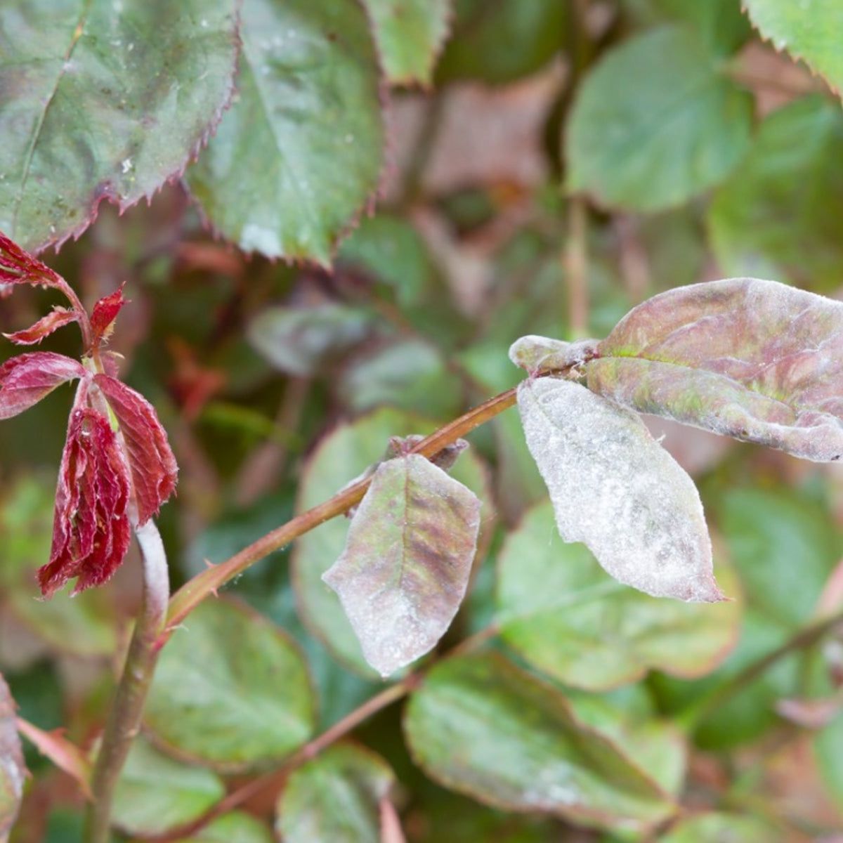 A white, powdery coating on leaves, shoots, and stems.